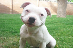 smiling-dog--620x413