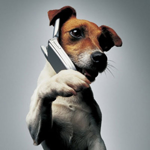 Dog-Answering-Mobile-Phone