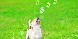 Labrador-Retriever-dog-breed-catdogfish-pet-insurance